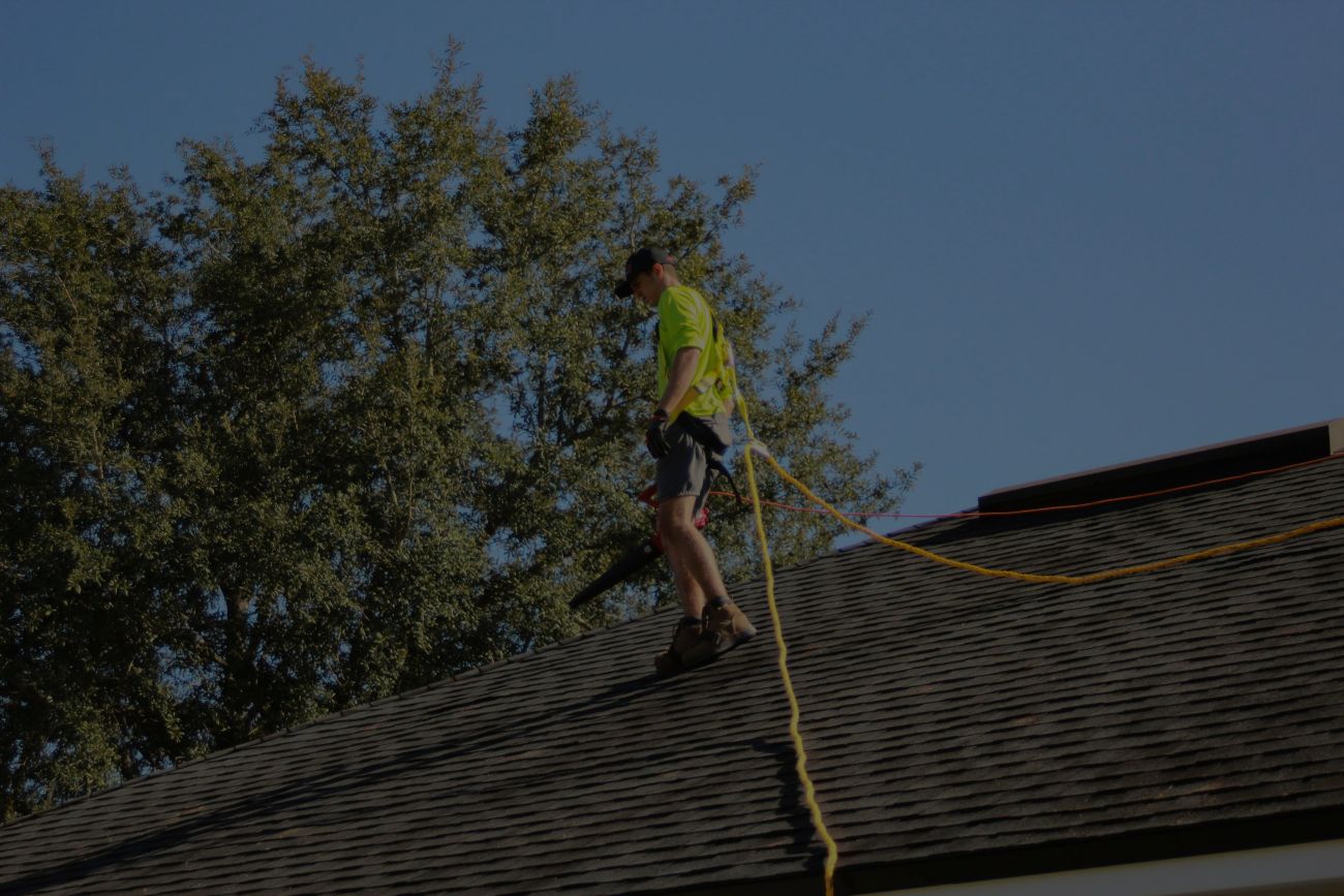 Proof And Roof Forest